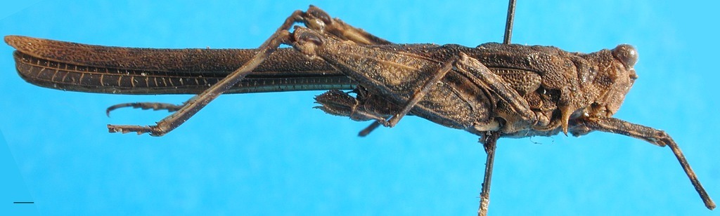 CollectionObject 1500852; 18af44d2-ab42-4e54-9738-d81e35106d46: female, lateral view (holotype). (CollectionObject).