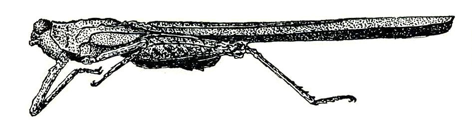 Scelimena boettcheri Günther, 1938: Fig. 72 (after cotype). male, lateral view. (Otu).