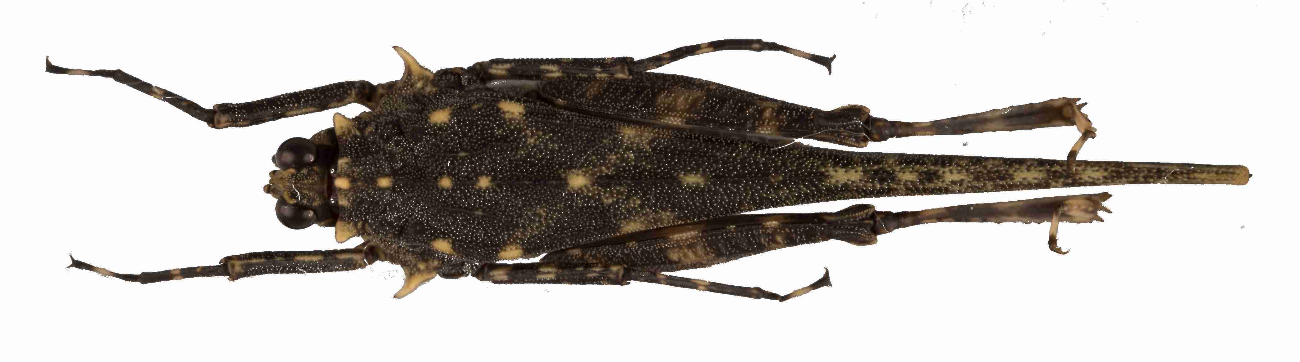 CollectionObject 1583819; 7520e386-e413-40d5-b674-804d462e033e: male, dorsal view. (CollectionObject).