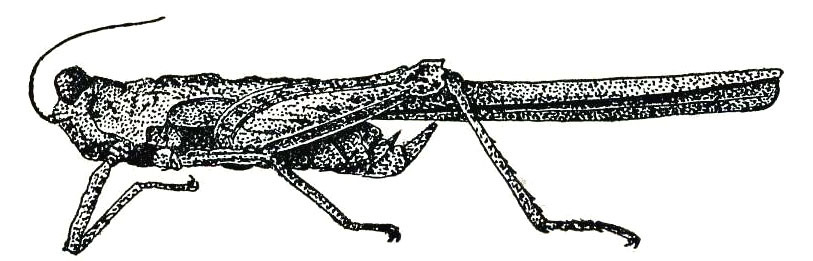Scelimena melli Günther, 1938: Fig. 73 (specimen from Canton). male habitus. (Otu).
