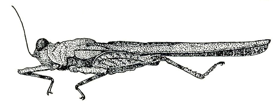 Scelimena spiculata (Stål, 1877): Fig. 75. female habitus. (Otu).