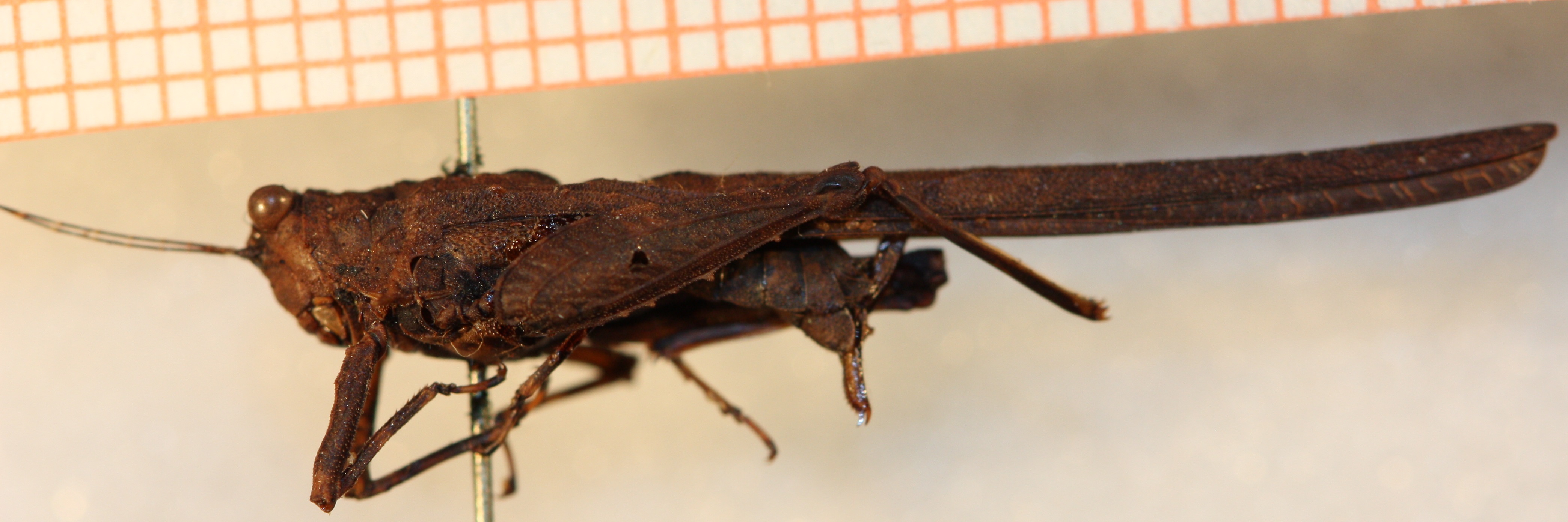 CollectionObject 1583432; 31d3e310-89ab-4505-bfd9-882b5b7b680a: female, lateral view (holotype). (CollectionObject).