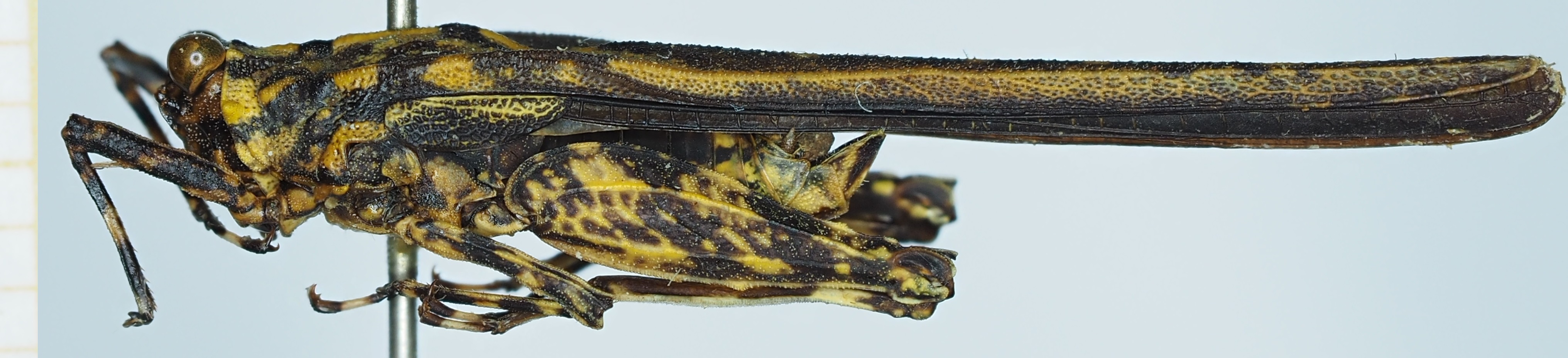 CollectionObject 1585215; 611da6af-e98e-46df-97df-1416321872b9: male, lateral view. (CollectionObject).