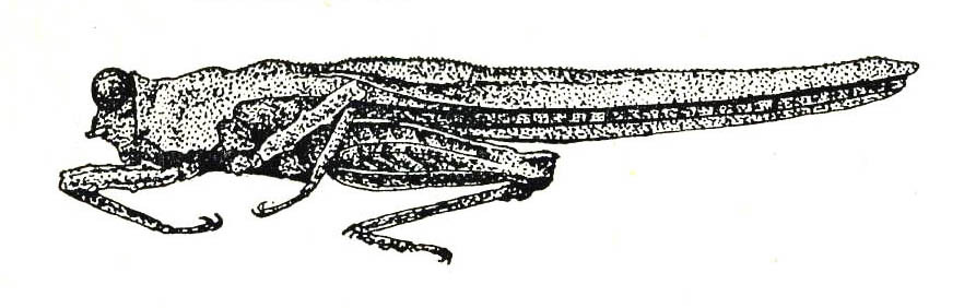Tagaloscelimena aurivillii (Bolívar, 1887): Fig. 55. female, habitus (Luzon, Limay). (Otu).