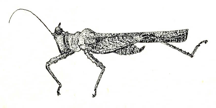 Xistra (Tegoxistra) corniculata (Stål, 1877): Fig. 68 (after holotype). male habitus. (Otu).