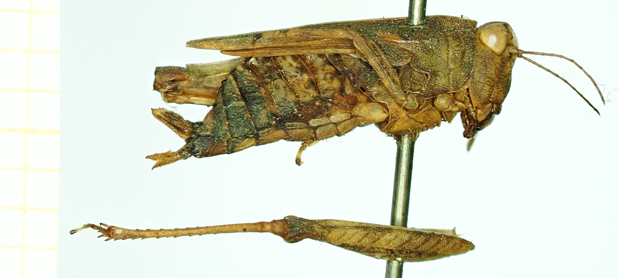 CollectionObject 1532611; 811778d2-5b97-491f-9739-2c8ffcf0847e: female, lateral view (paralectotype). (CollectionObject).