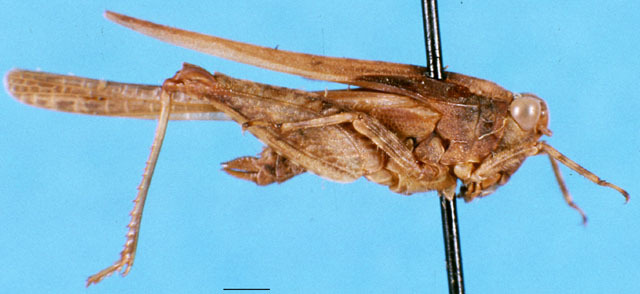 CollectionObject 1505157; 610aaefc-0f65-4976-9a1b-d41727c5fa92: male, lateral view. (CollectionObject).