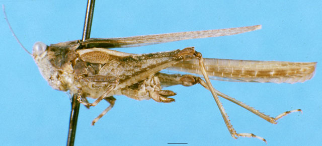 CollectionObject 1505155; 0d065b3d-7096-4a42-9e1a-d108cd904337: female, lateral view. (CollectionObject).