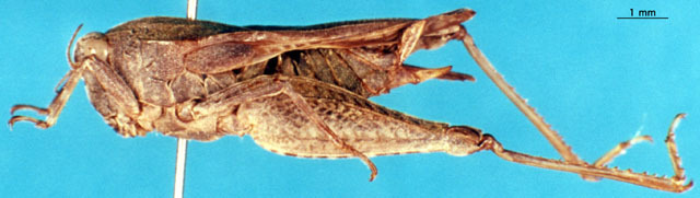 CollectionObject 1505414; 0e176098-571f-454c-b02c-d138759fdf36: female, lateral view. (CollectionObject).