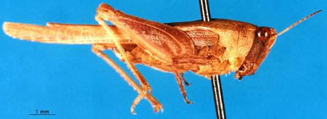 CollectionObject 1521452; fd61a254-490b-4571-a58b-012482f723a8: female, lateral view. (CollectionObject).