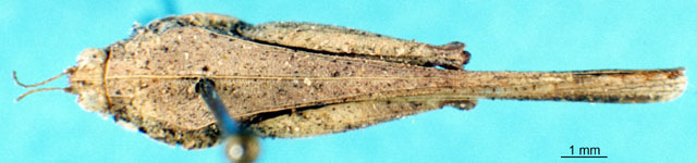 CollectionObject 1537621; 70d9fbb0-04cd-4ce6-8094-4622fc3cae4f: male, dorsal view, syntype. (CollectionObject).