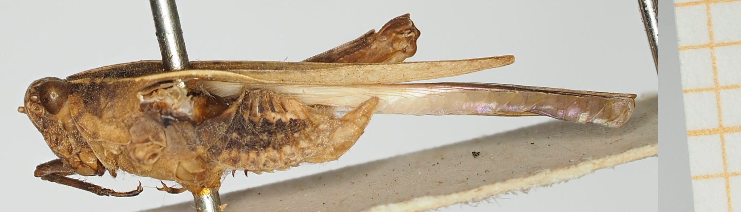 CollectionObject 1477067; Depo SF.DepoID 0, NHMUK 010924566, 5c1d60c0-30b6-449b-b9f8-328fcac0653c: male, lateral view (holotype of Tettix obliquifera). (CollectionObject).