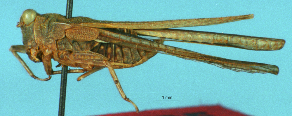 CollectionObject 1540112; 2f437e3a-4931-48fb-aa24-81f08a703244: male, lateral view (syntype). (CollectionObject).