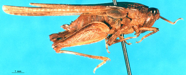 CollectionObject 1521453; f0687c9f-b017-400a-afd4-659320995f33: female, lateral view. (CollectionObject).