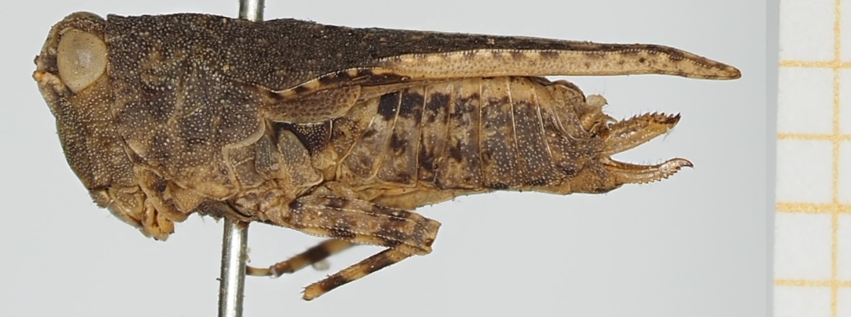 CollectionObject 1517938; c169c08c-8fb1-45dd-864f-9df6bed4b3e3, NHMUK010924571: female, lateral view (holotype). (CollectionObject).