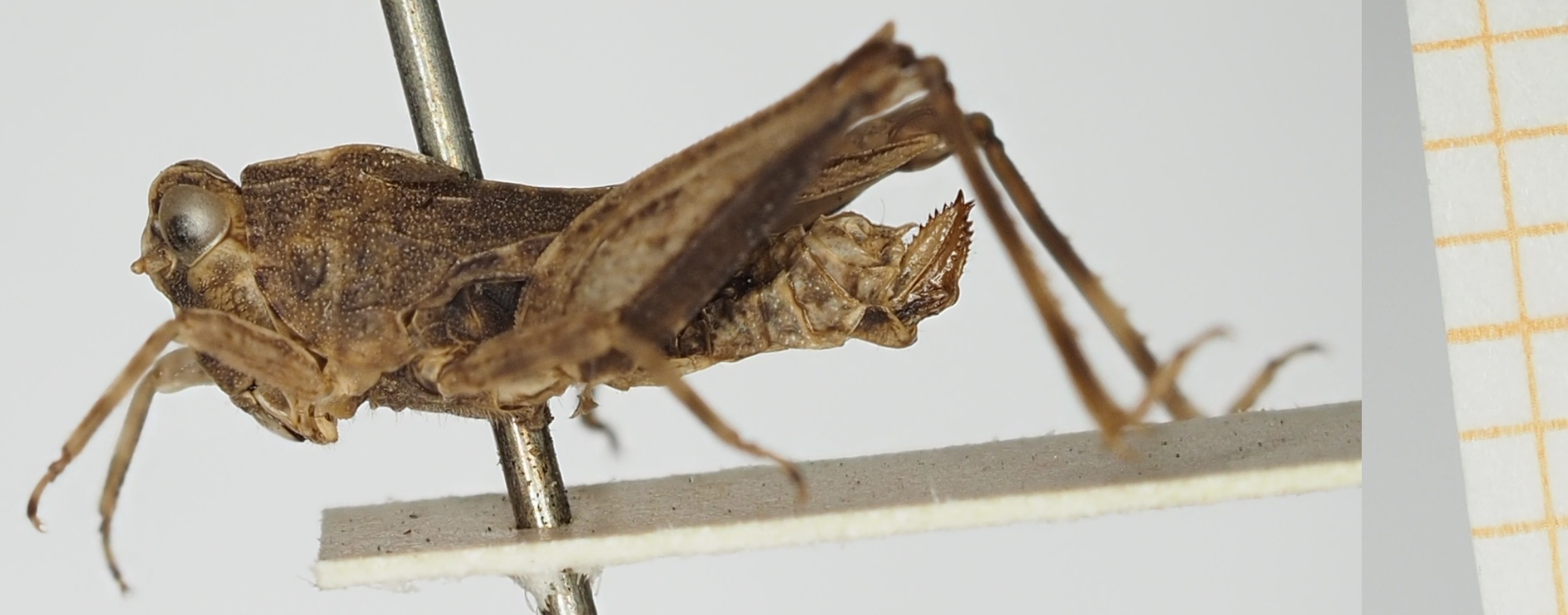 CollectionObject 1517939; ea7002f1-426e-484f-9fef-bdf3a38a33fb, NHMUK010924569: female (holotype), lateral view. (CollectionObject).