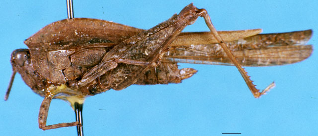 CollectionObject 1505156; 4b15bd47-2934-4217-94b6-e87ef93ef2d5: female, lateral view. (CollectionObject).