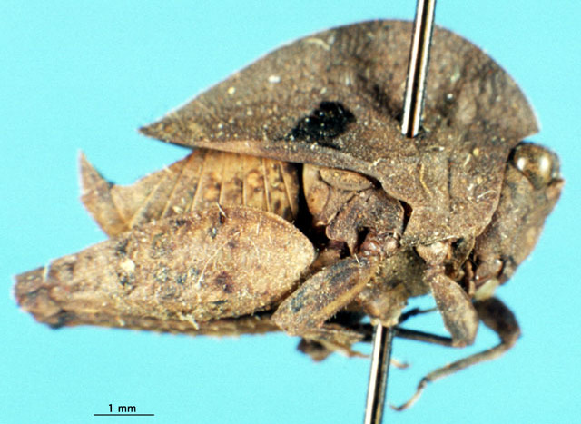 CollectionObject 1537565; 5f356be8-a67c-4590-8d8d-de7fc47a3de9: male, lateral view (holotype). (CollectionObject).