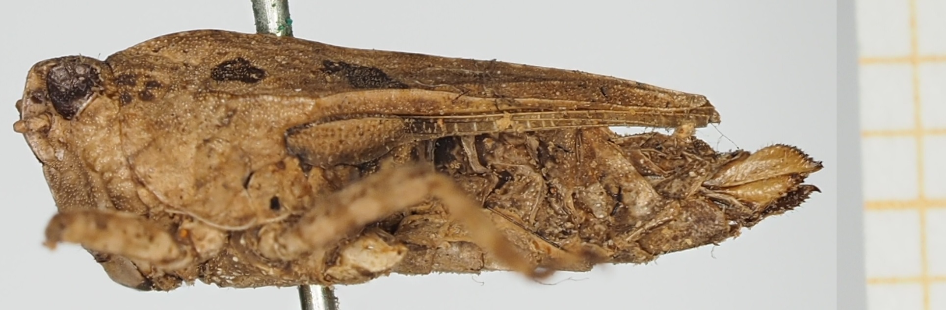 CollectionObject 1517940; 585a6db7-b77c-4902-ab09-ba630add69f8, NHMUK010924570: female, lateral view (holotype). (CollectionObject).