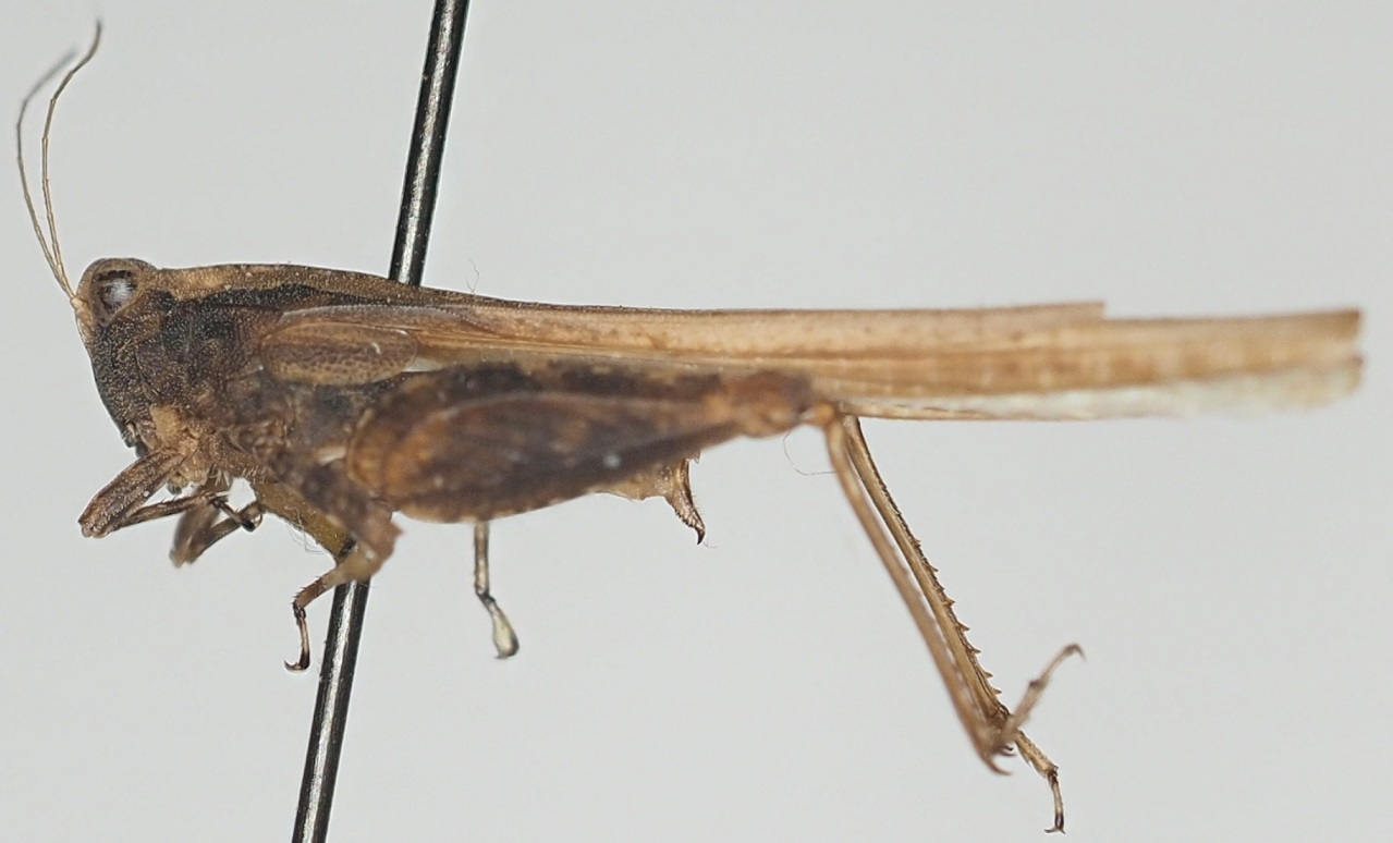 CollectionObject 1576885; fe5f87f5-4163-45a4-821f-e04301b28824: female, lateral view. (CollectionObject).