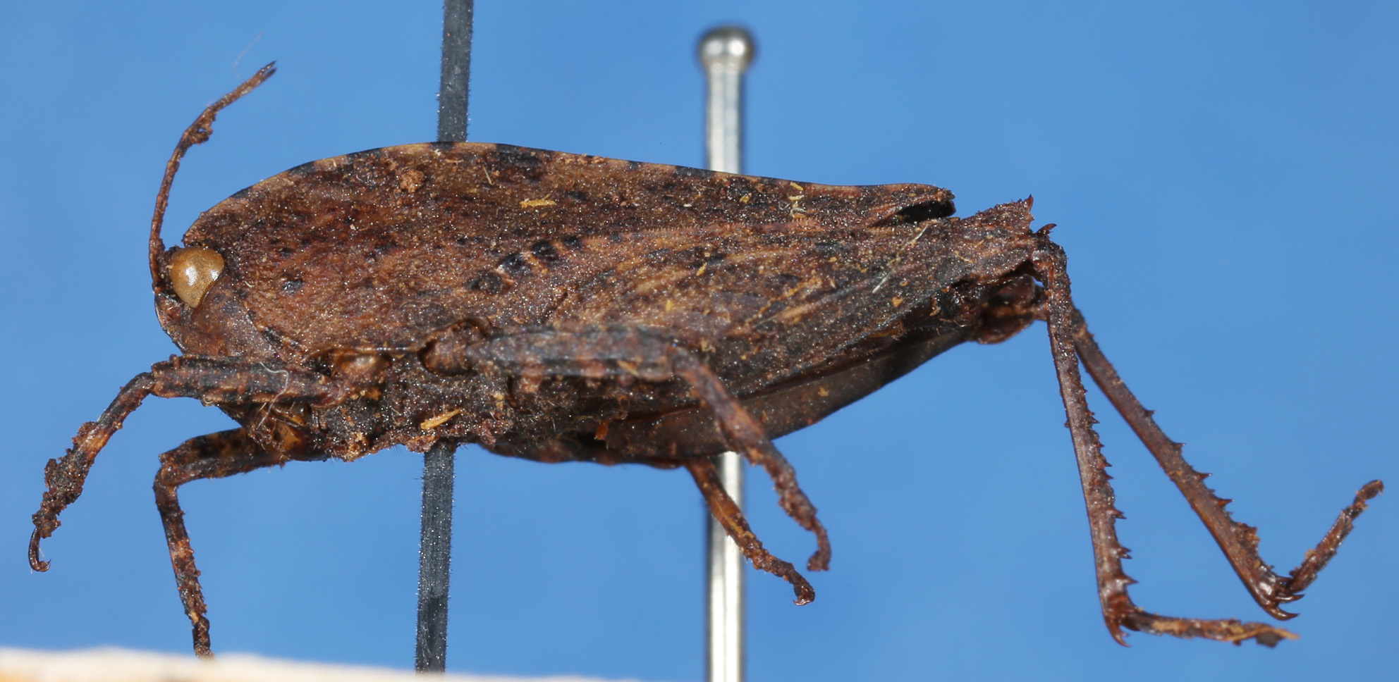 Coptottigia cristata Bolívar, 1912: 2013 Natural History Museum, London. possible syntype. (Otu).