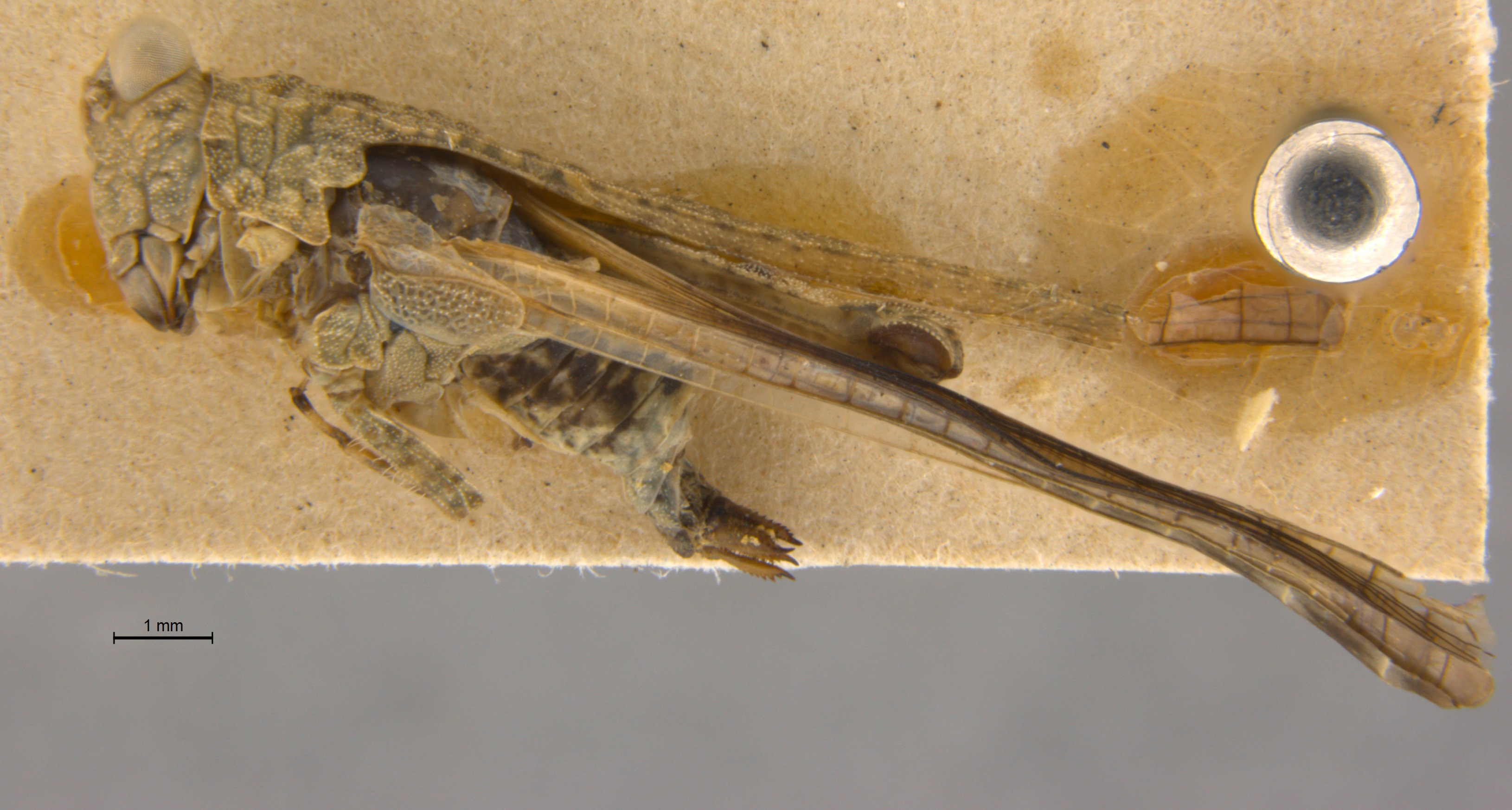 CollectionObject 1477077; aa76edcc-3e7a-419e-b90f-23e68dc16da7: female, lateral view (syntype of Euparatettix pilosus). (CollectionObject).