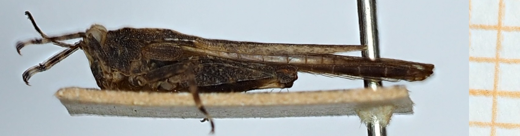 CollectionObject 1585075; e50f31ad-4de4-4ad2-bb02-bf93efe0d071: female, lateral view (syntype). (CollectionObject).