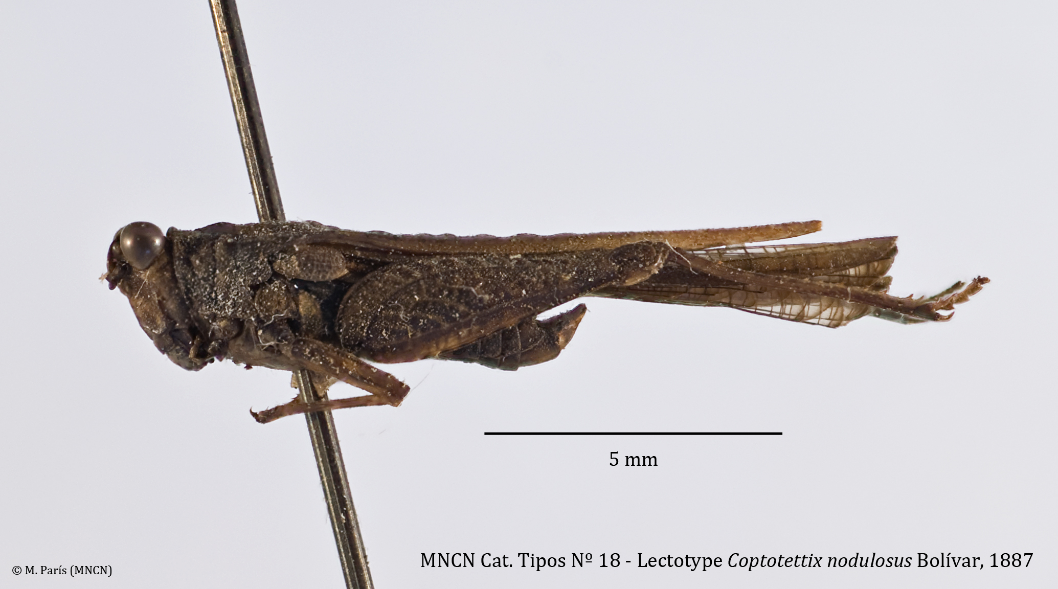 CollectionObject 1535387; e72206c3-a9d1-4330-a713-7d8567779928: male, lateral view (lectotype). (CollectionObject).