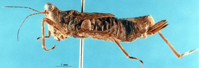 CollectionObject 1505344; 6aa93e6a-6a44-42af-bb7b-7abf8ab32b64: female, lateral view (holotype). (CollectionObject).