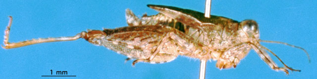 CollectionObject 1521393; a183ca89-b027-4196-aaf1-4675143b397d: male, lateral view (holotype). (CollectionObject).