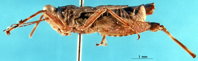 CollectionObject 1505346; e7376f79-725f-4e7a-b386-8d36004a6e3d: male, lateral view (holotype). (CollectionObject).