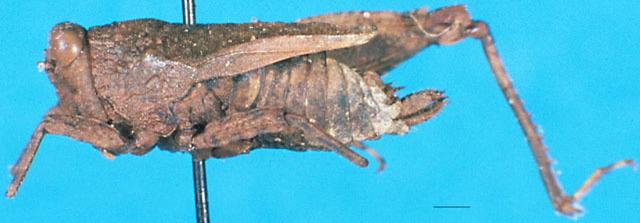 CollectionObject 1502776; 1f7e5304-ca9d-4c26-be39-48e5b6d120fc: female, lateral view. (CollectionObject).