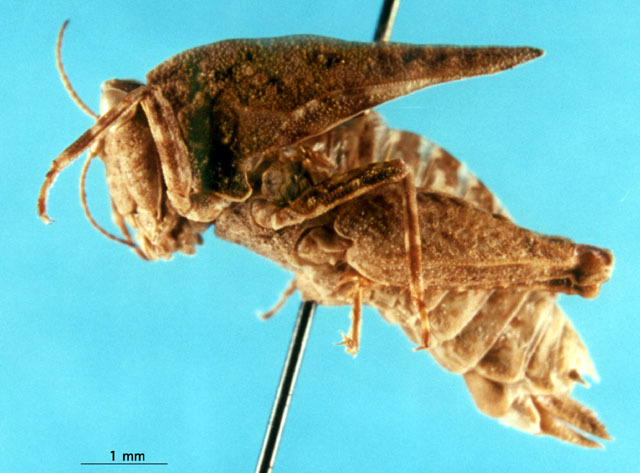 CollectionObject 1505350; bf033238-7062-4c25-8528-5c5009d2a170: female, lateral view (holotype). (CollectionObject).