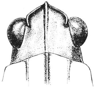 Nomotettix parvus Morse, 1895: Fig. 21. male, head, dorsal view. (Otu).
