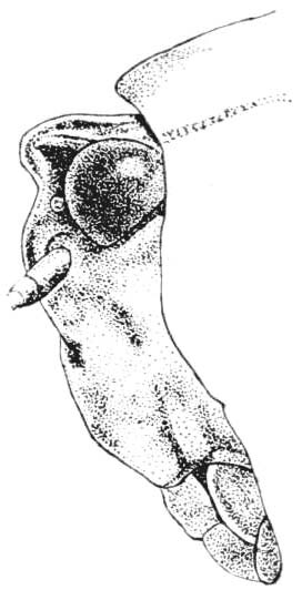 Nomotettix cristatus cristatus (Scudder, 1862): Fig. 4. male, head, lateral view. (Otu).