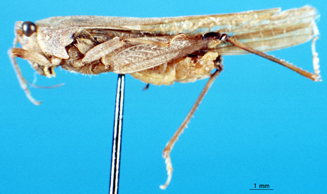 CollectionObject 1500856; 88a1caa0-7072-4f7e-afb2-1e0415b6b831: male, lateral view (syntype). (CollectionObject).