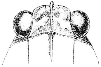 Neotettix nullisinus (Hancock, 1918): Fig. 82. male, head, dorsal view. (Otu).