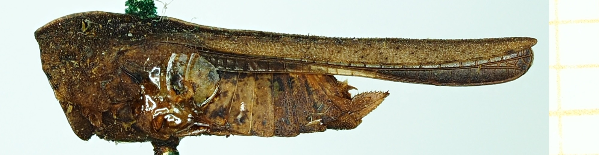 CollectionObject 1587053; 6e5f1aa5-0820-44fa-b29e-6c2e00ad46fd, NHMUK010924810: female, lateral view (syntype of Ochetotettix volans). (CollectionObject).