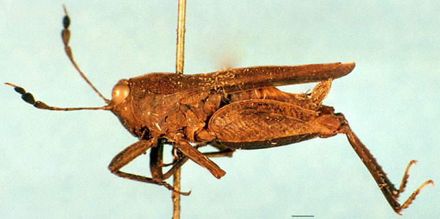 CollectionObject 1505114; d3ba45a7-d55b-4fbb-b299-998ffafd0761: female, lateral view. (CollectionObject).