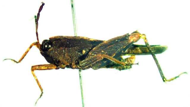 CollectionObject 1503579; 7e9d1eb1-95ee-4641-b4a9-e66445114d47: male, lateral view (syntype). (CollectionObject).