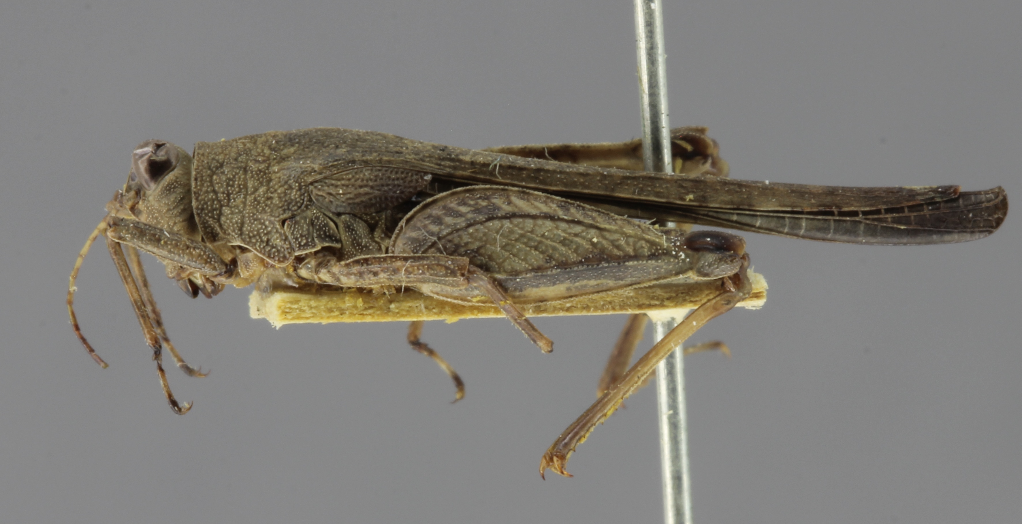 CollectionObject 1523357; ab129efb-01a7-4d58-aad1-6fac21fc9e84: female, lateral view (holotype). (CollectionObject).
