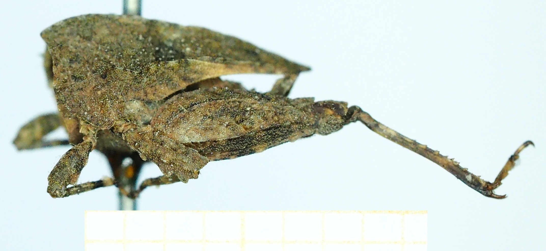 CollectionObject 1500869; 72c094a5-a3a1-424f-b0c9-8d9a4dfb3ae3: female, lateral view, syntype. (CollectionObject).