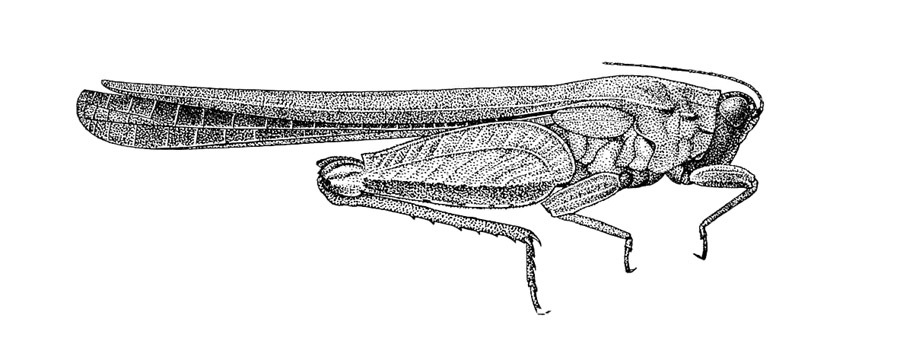 Ibeotettix angulatus (Bolívar, 1905): Pl. 3, Fig. 11 (type of Ibeotettix batesi). female habitus (Ibeotettix batesi). (Otu).