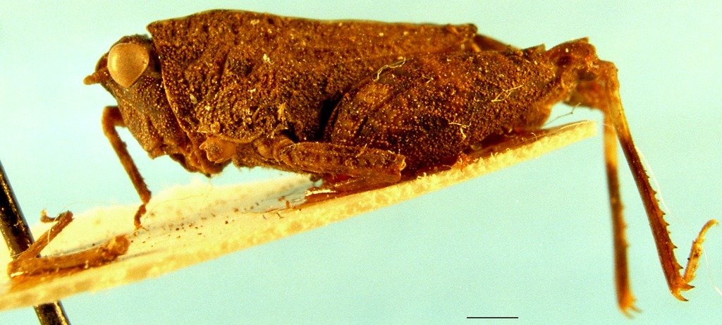 CollectionObject 1505039; 852607da-c396-401e-959a-59338d5f5f50, DORSA D131XF01: female, lateral view (holotype). (CollectionObject).