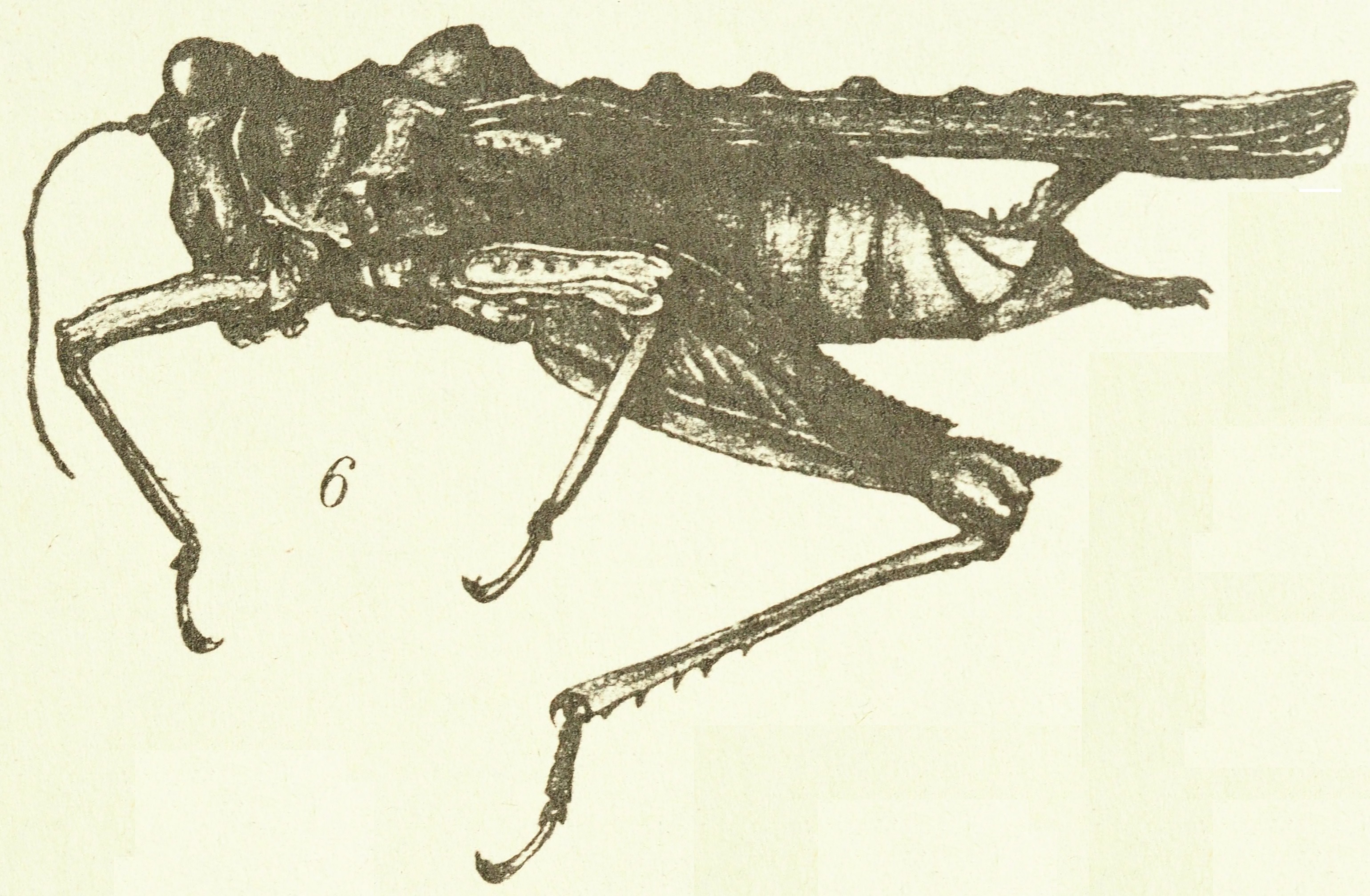 Lamellitettix acutus Hancock, 1904: female habitus. (Otu).