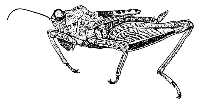 Pseudamphinotus schoutedeni (Günther, 1939): Fig. 90. female, lateral view (pronotum length 6.5 mm). (Otu).