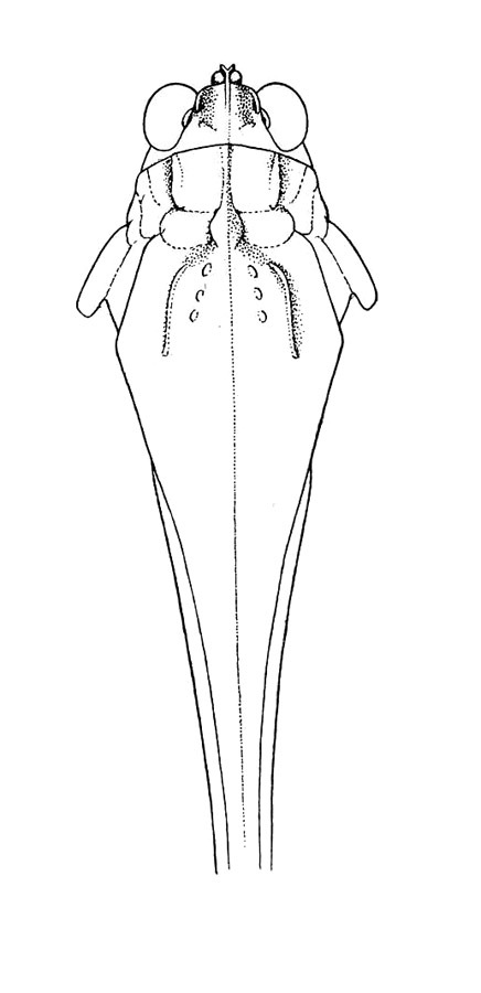 Dinotettix africanus (Bolívar, 1909): Pl. 3, Fig. 7. male, dorsal outline of head and pronotum. (Otu).