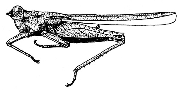 Dinotettix biafrensis Bolívar, 1905: Fig. 133. male, lateral view (pronotum length 10.5-11.5 mm, hind femur 4.6-5.1 mm). (Otu).