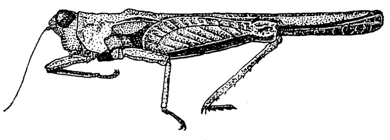 Dinotettix conradti Günther, 1939: Fig. 137 [probably after type specimen]. female, lateral view (pronotum length 13.3 mm, hind femur 5.6 mm). (Otu).