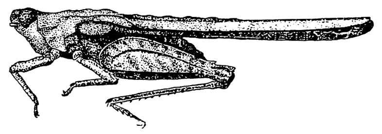 Dinotettix discolor (Bolívar, 1908): Fig. 139 (after holotype). male, lateral view (pronotum length 12 mm, hind femur 5 mm). (Otu).